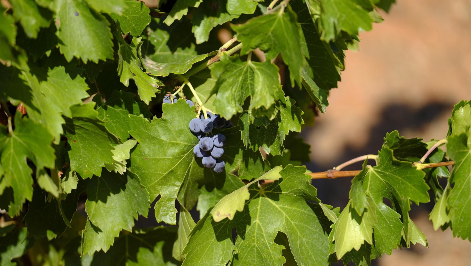 La vendimia en la Bodega Cortijo del Cura de Laujar, en imágenes