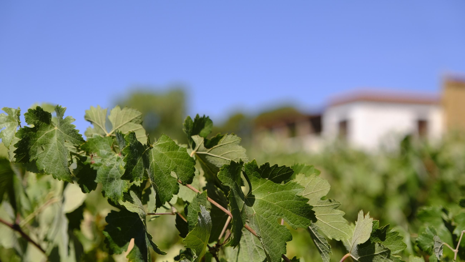 Las imágenes de la vendimia en la zona de Laujar de Andarax