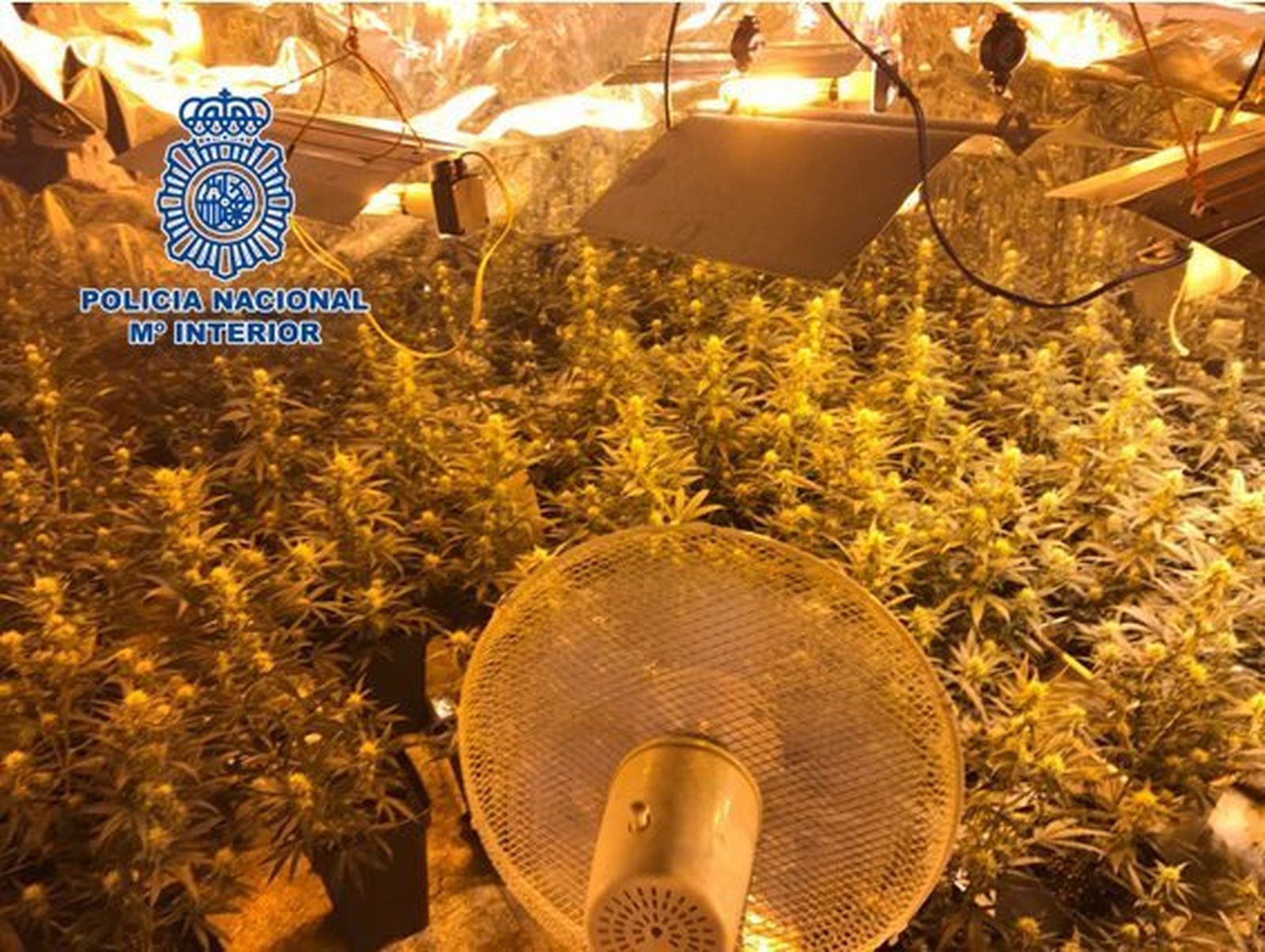 Marihuana localizada por los agentes de la Policía Nacional.