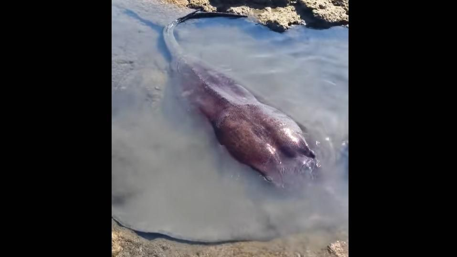 Un chucho negro atrapado en los corrales de Rota