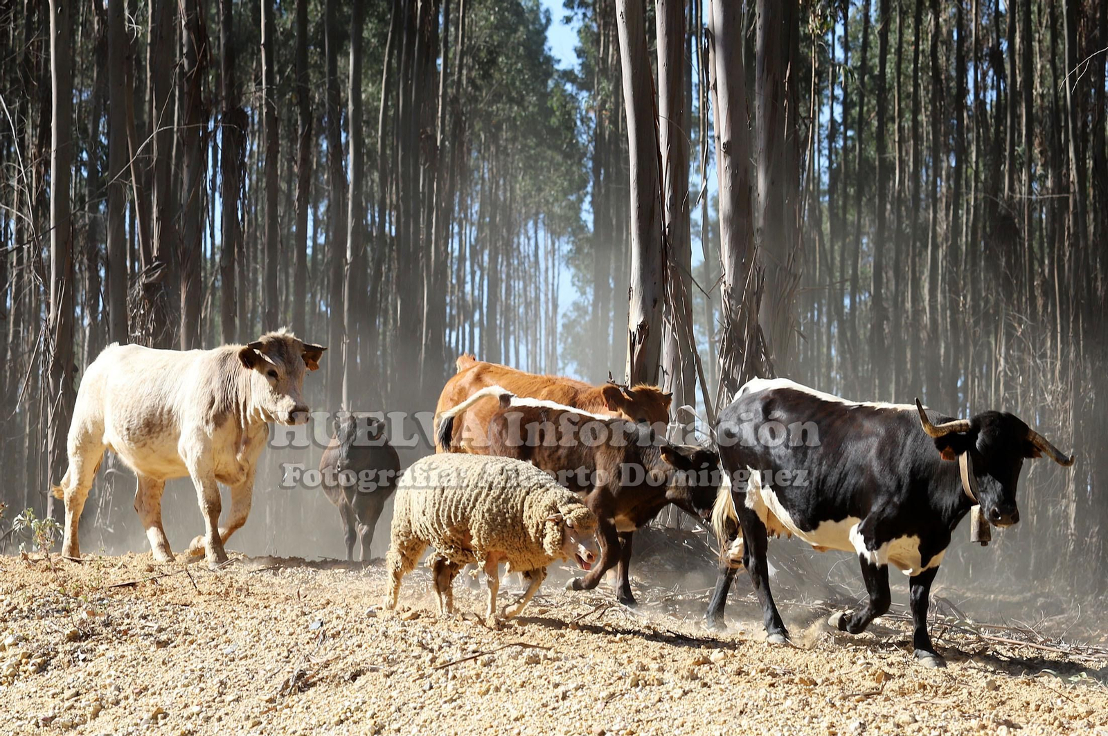 Imágenes del incendio de Fuente de la Corcha
