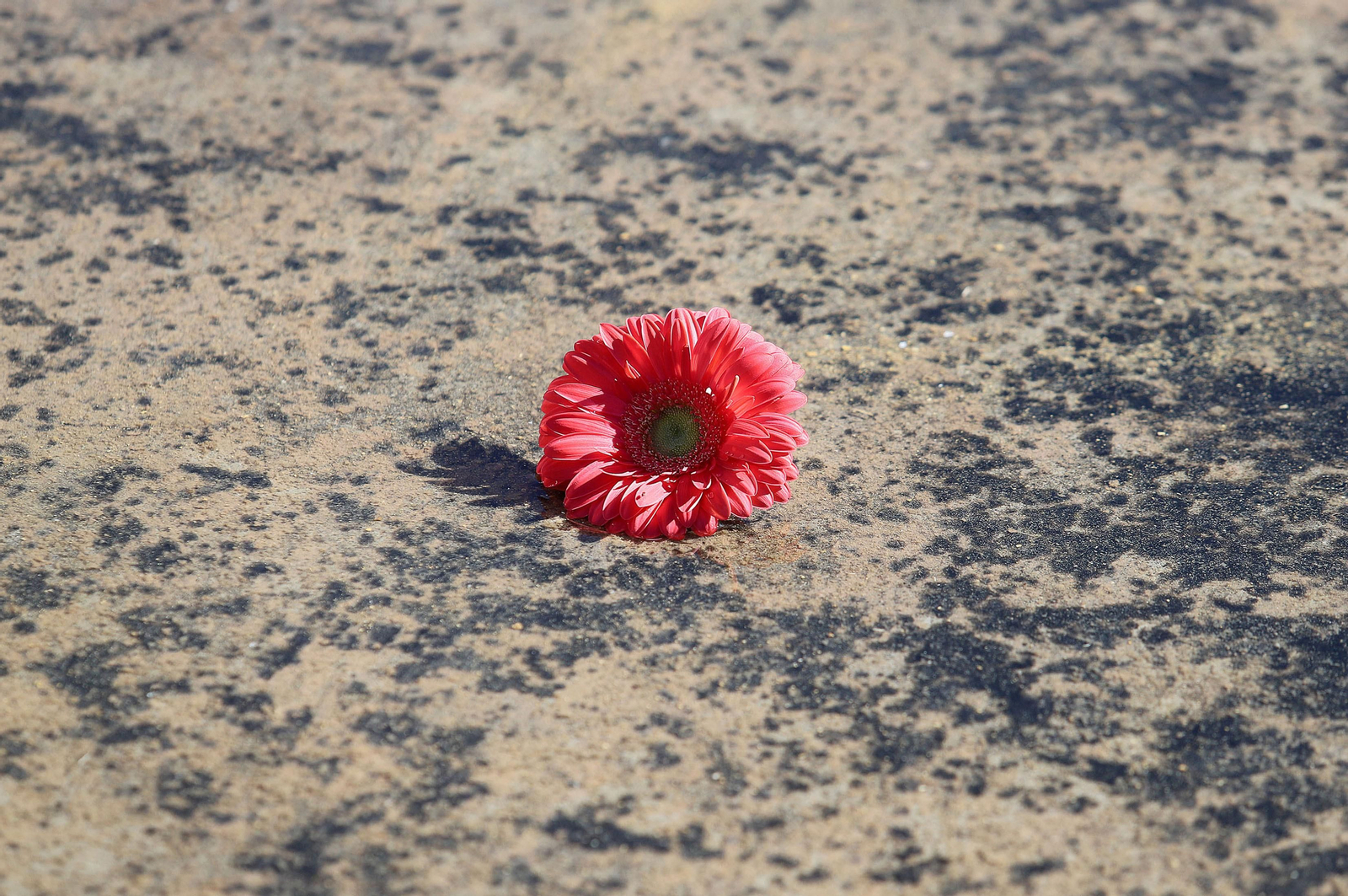 Imágenes del minuto de silencio guardado en la Universidad de Huelva en memoria de los estudiantes fallecidos en el incendio