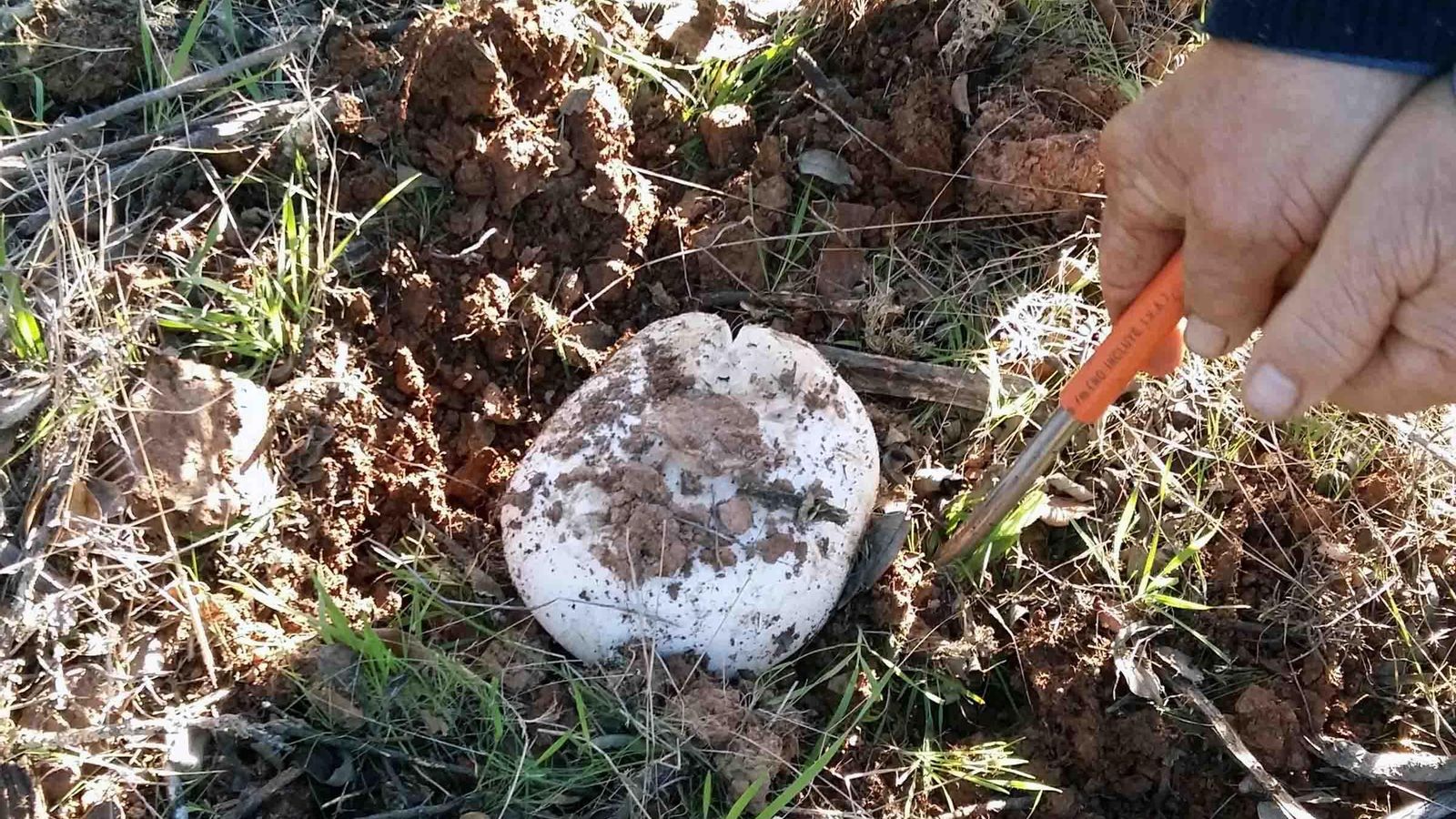 Recolección de amanita ponderosa Recolección de amanita ponderosa