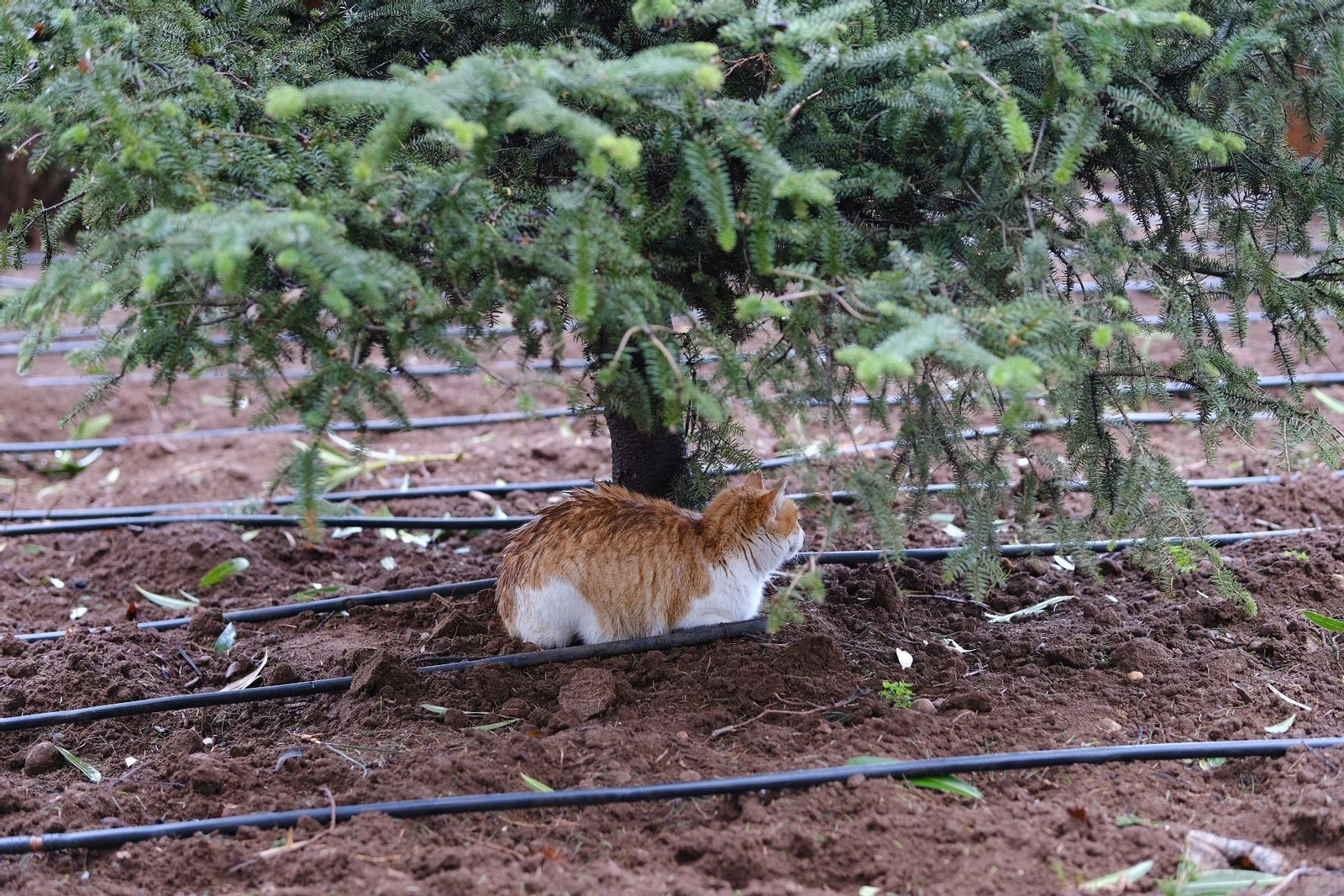 Las imágenes de la lluvia de la borrasca Karlotta en Ronda Las imágenes de la lluvia de la borrasca Karlotta en Ronda