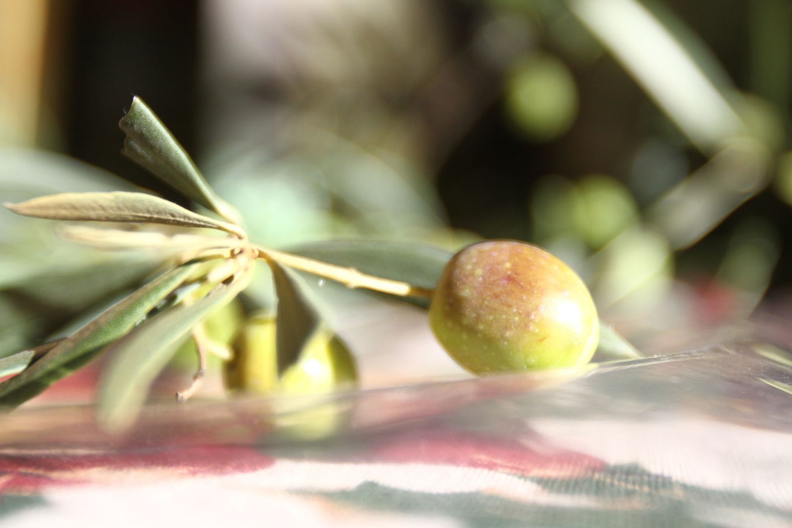 IX Muestra del aceite de oliva y conservas de la Provincia de Huelva.