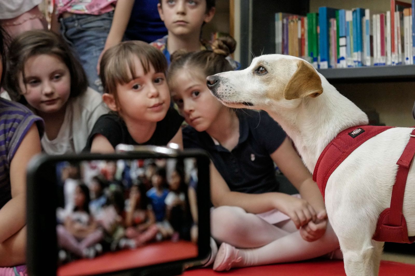 De Willy Fog a Pipper, el perro turista
