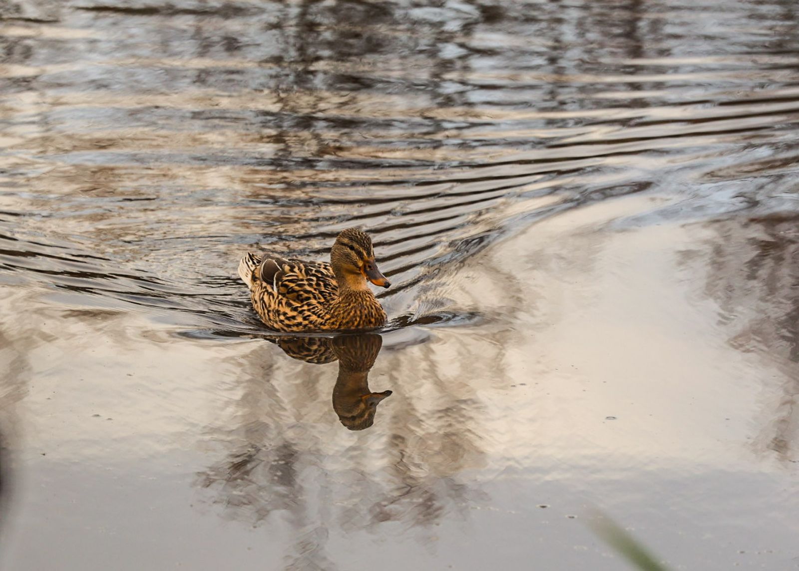 Fotografías de la celebración del Día Mundial de los Humedales
