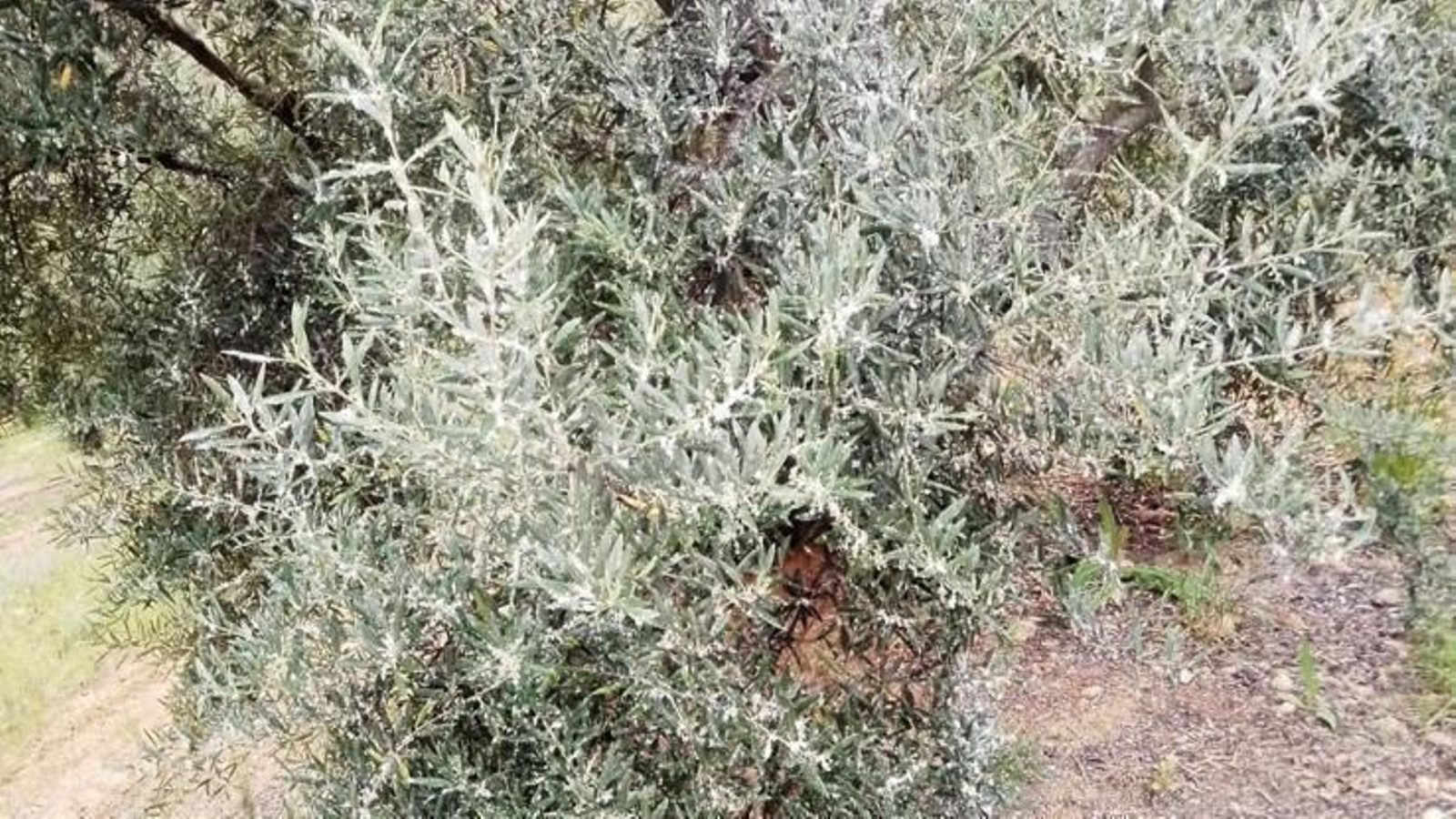 Olivar con algodoncillo.