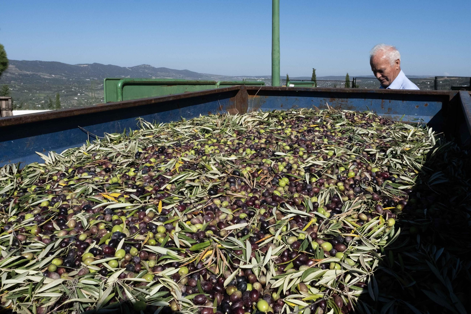 Llegada de aceituna a la almazara de Ronda Llegada de aceituna a la almazara de Ronda