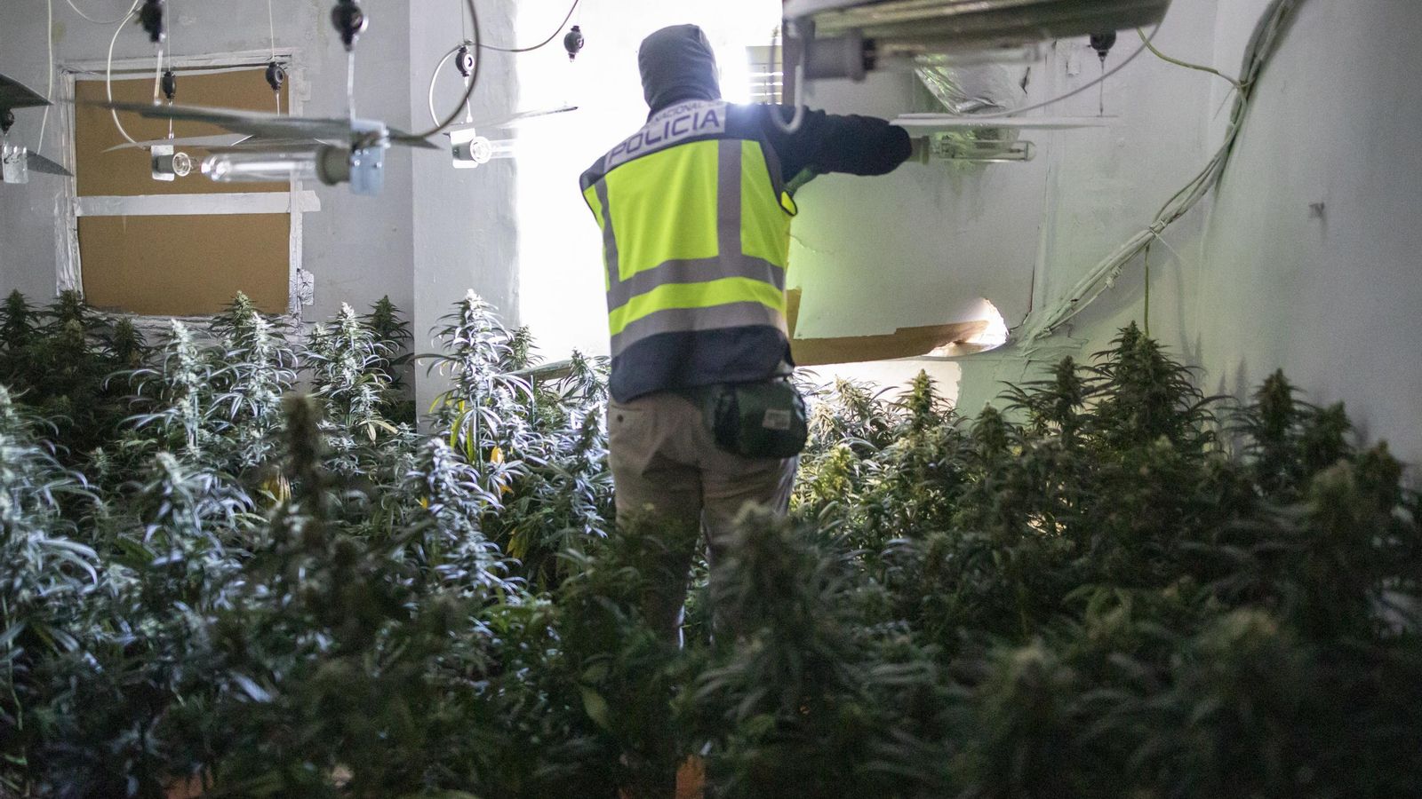 Una redada de la Policía Nacional contra la marihuana en Granada