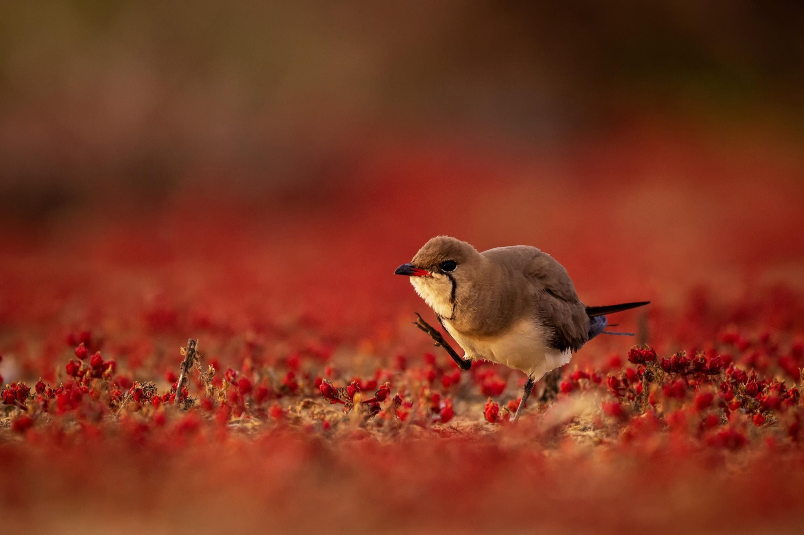 Primer premio "Al rojo vivo".