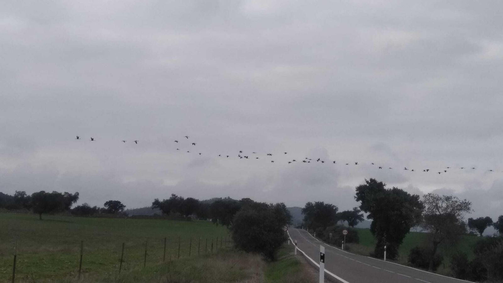 Una bandada de grullas sobrevuela el paisaje guadiateño.