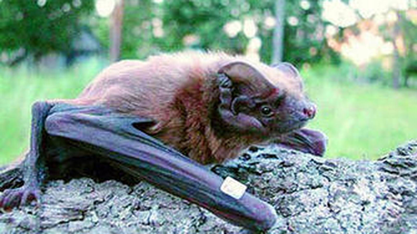 Primer plano del nóctulo gigante, que puede llegar a medir 0,5 metros con las alas extendidas.