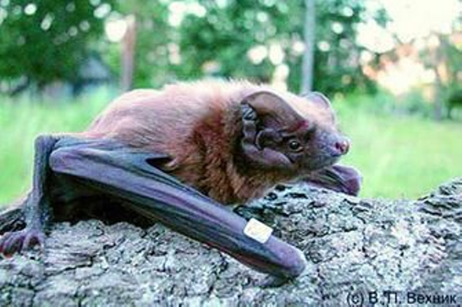 Primer plano del nóctulo gigante, que puede llegar a medir 0,5 metros con las alas extendidas.