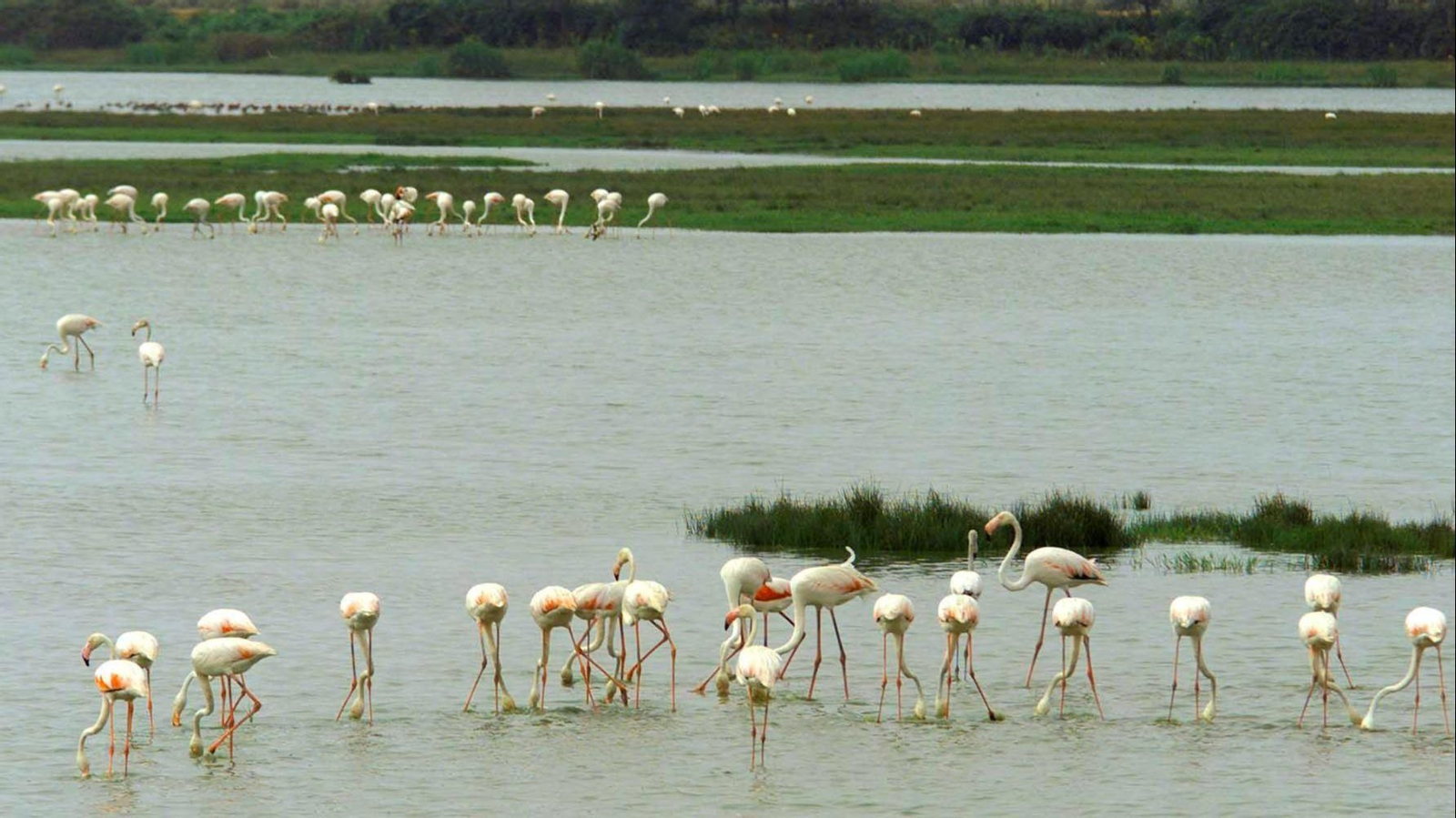 Parque Nacional de Doñana