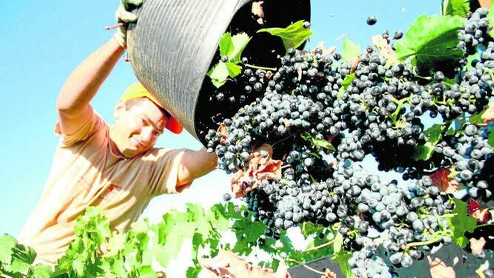 Un miembro de una cuadrilla retira la uva en Mollina