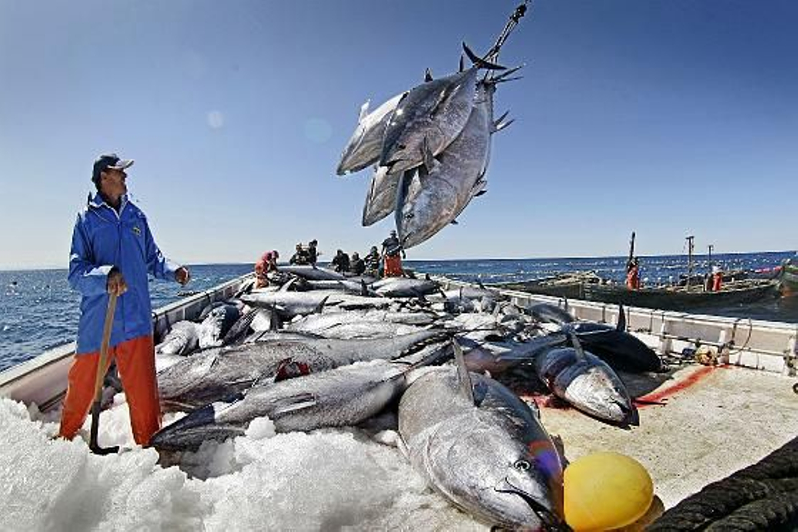 Cincuenta cocineros de elite asisten a la primera levantá en la almadraba de Barbate.

Foto: Julio Gonzalez