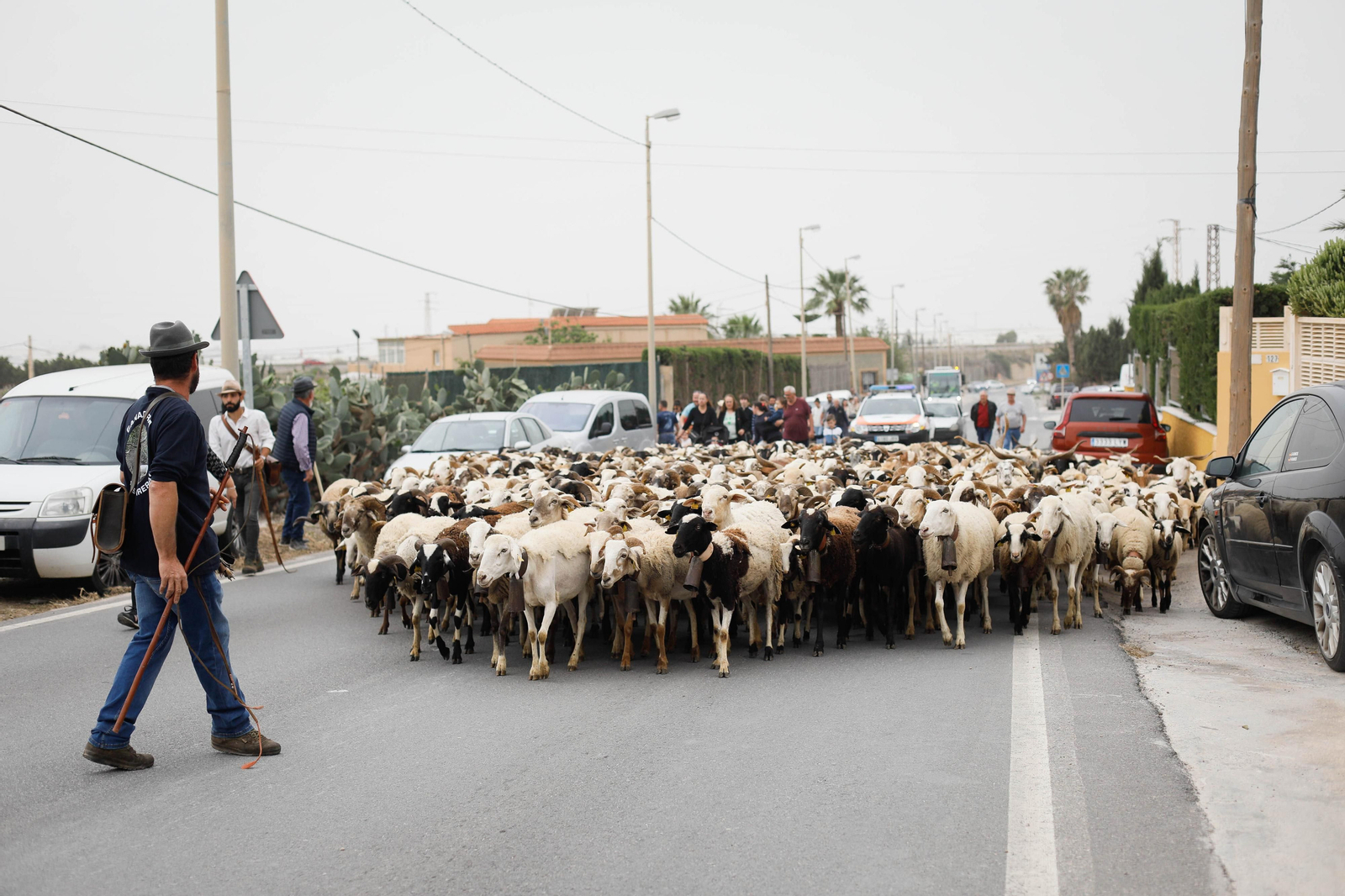 Galería de la Feria  de ganado en Tarambana