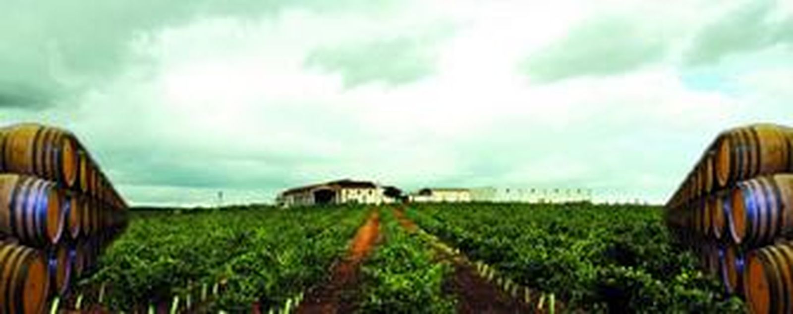 traslado. Las uvas se transportan en pequeñas cajas de plástico hasta la bodega para impedir que sufran y que se dañen durante el traslado y así poder obtener una mayor calidad en el producto final.