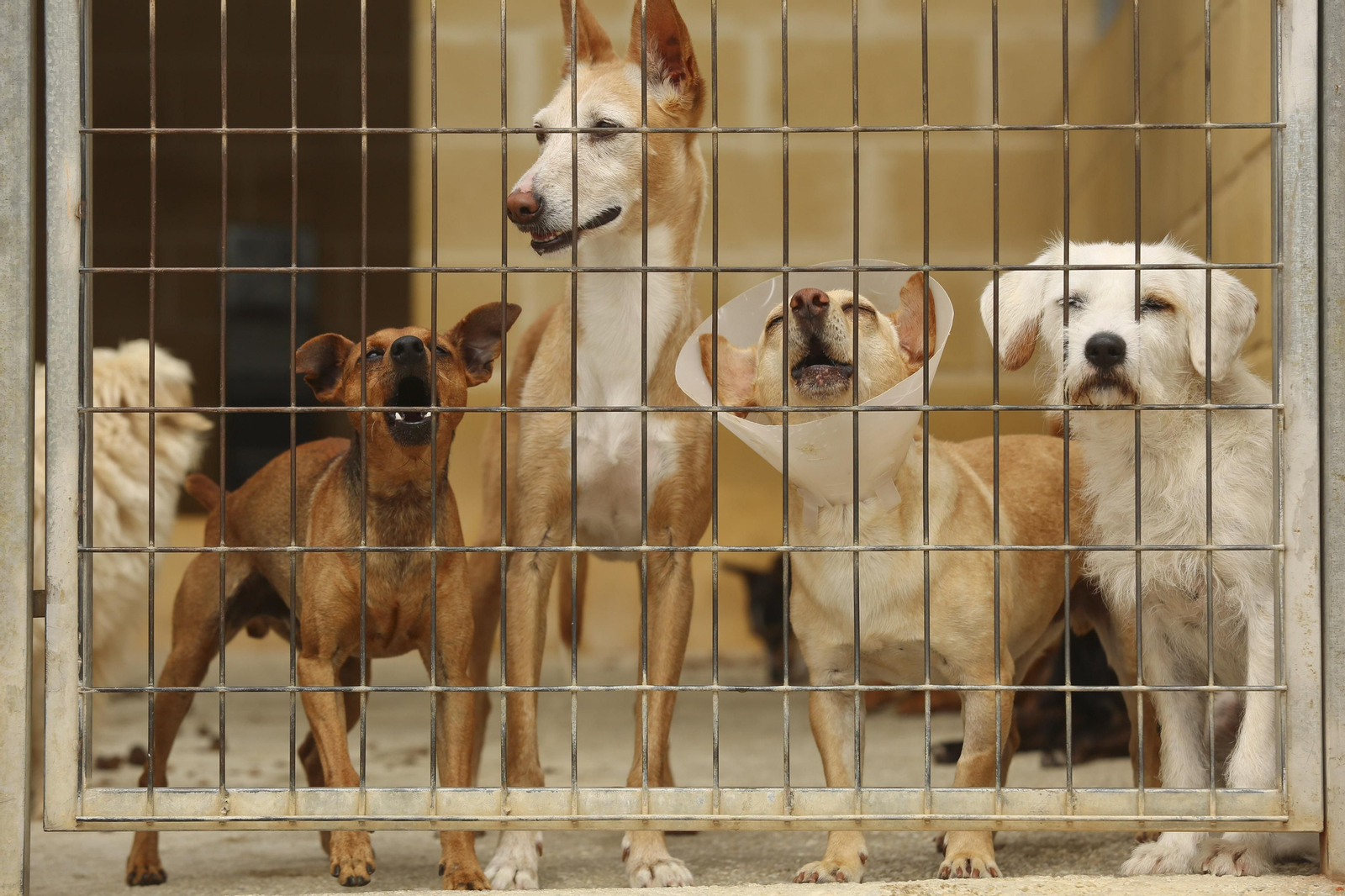 Las fotos de los animales de la Protectora de Málaga Las fotos de los animales de la Protectora de Málaga
