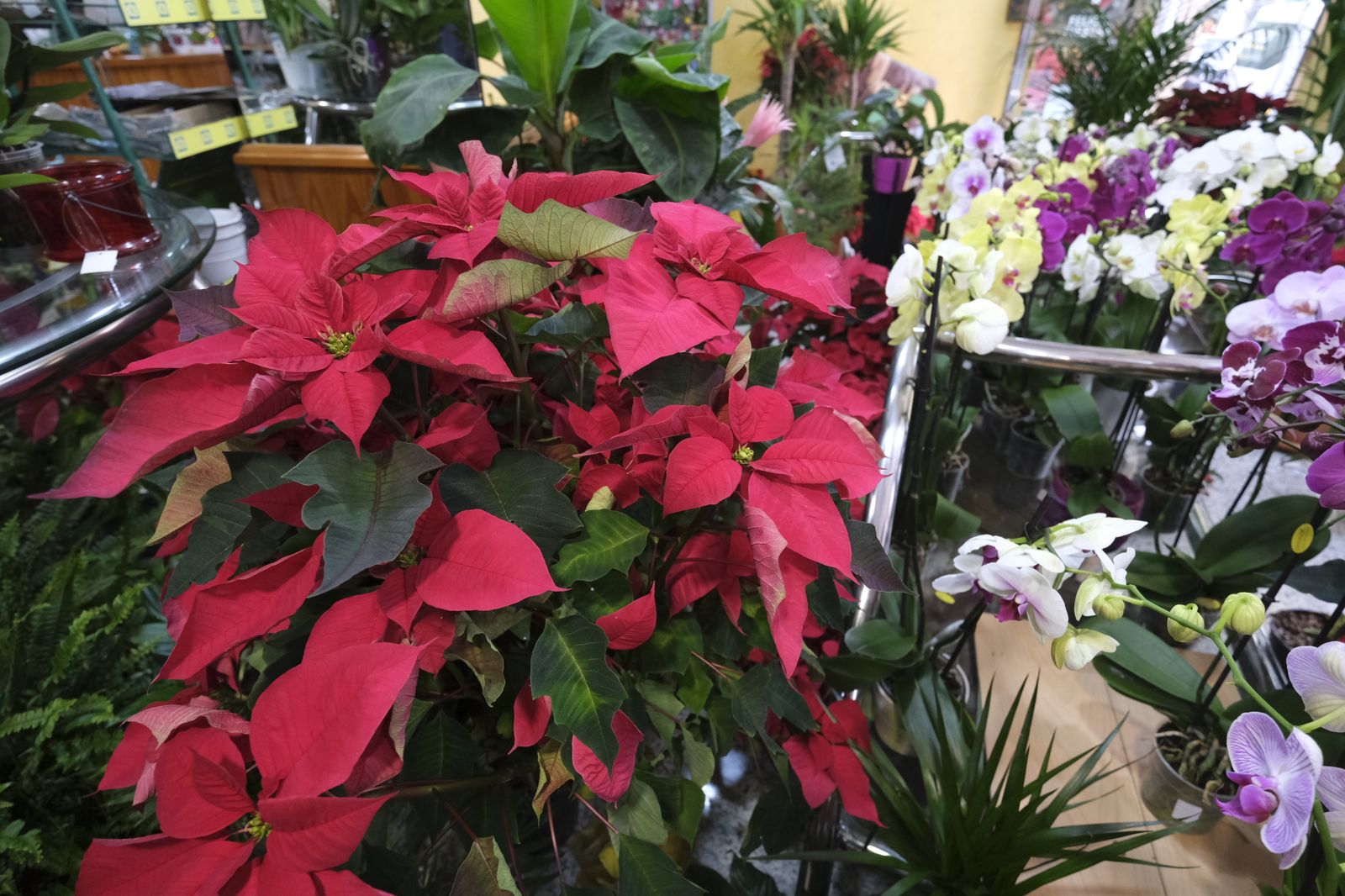 Fotogalería Floristería Suministros Tripiana