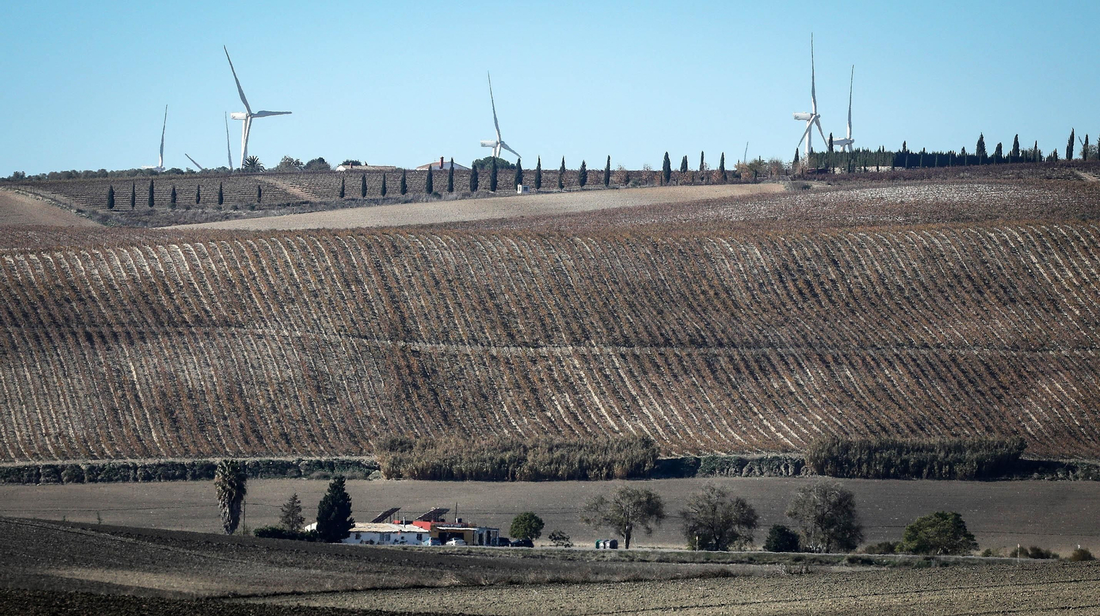 Imagen del viñedo del Marco con los gigantescos molinos de viento de un parque eólico al fondo.
