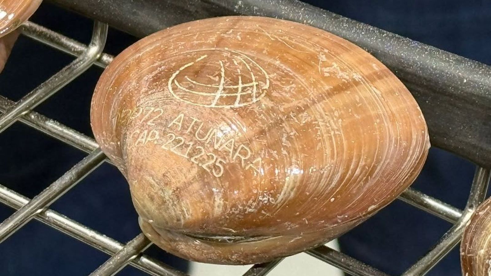 Una concha fina, señalada con los datos de la OPP72