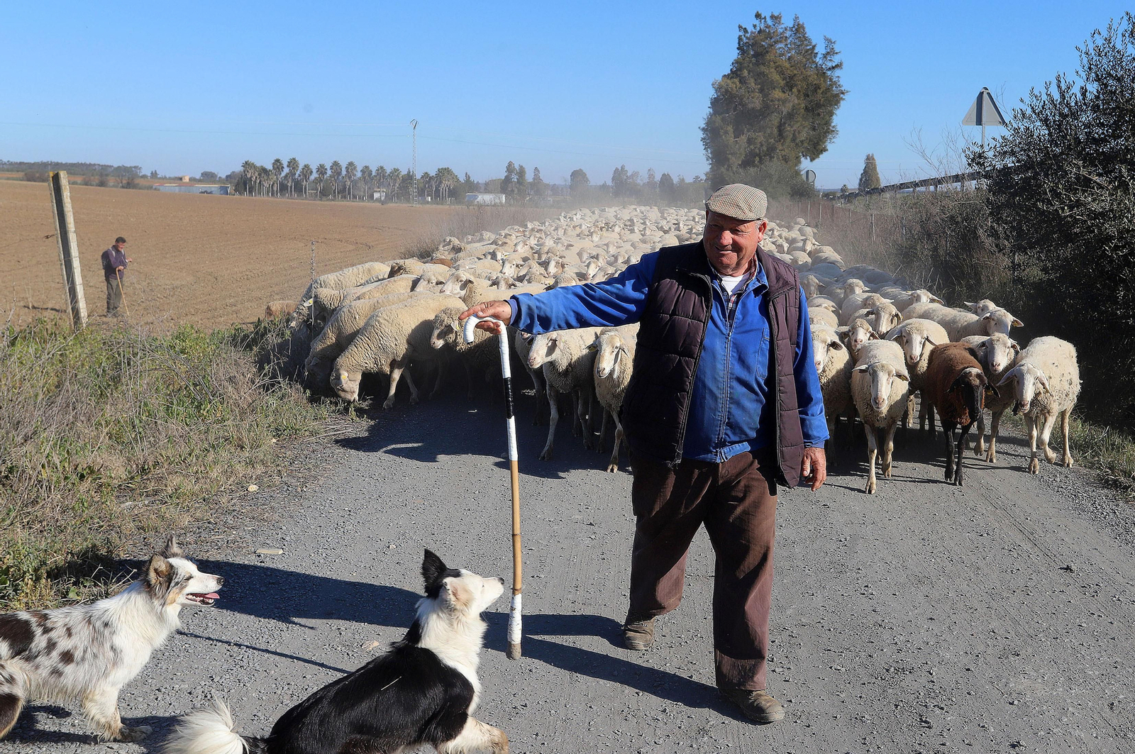 Imágenes del pastoreo de ovejas en Almonte