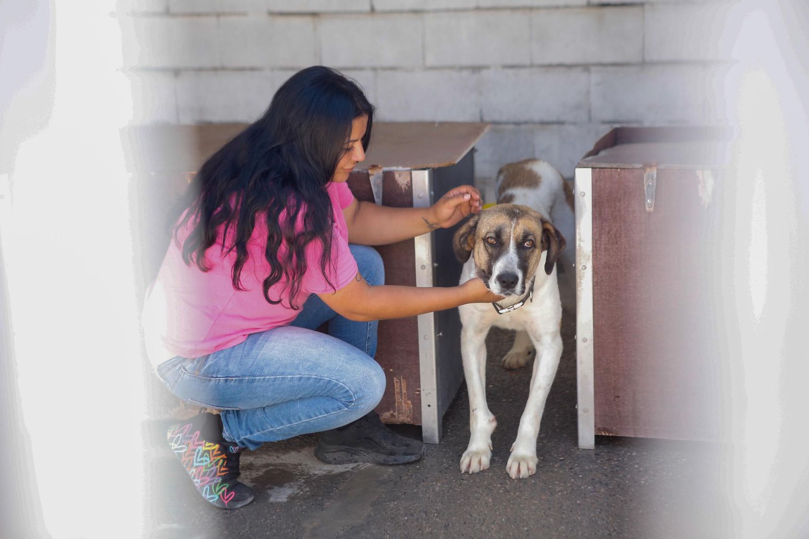 Las fotos de la protectora de animales de La Línea El gato andaluz