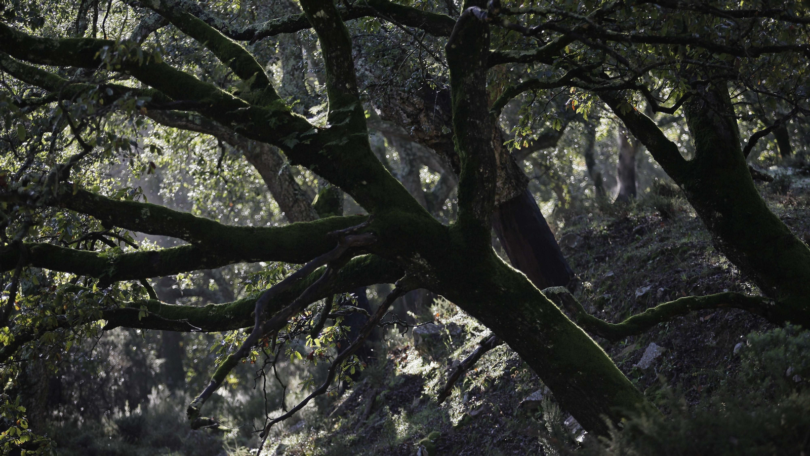 Sendero de la finca Murta en Los Barrios