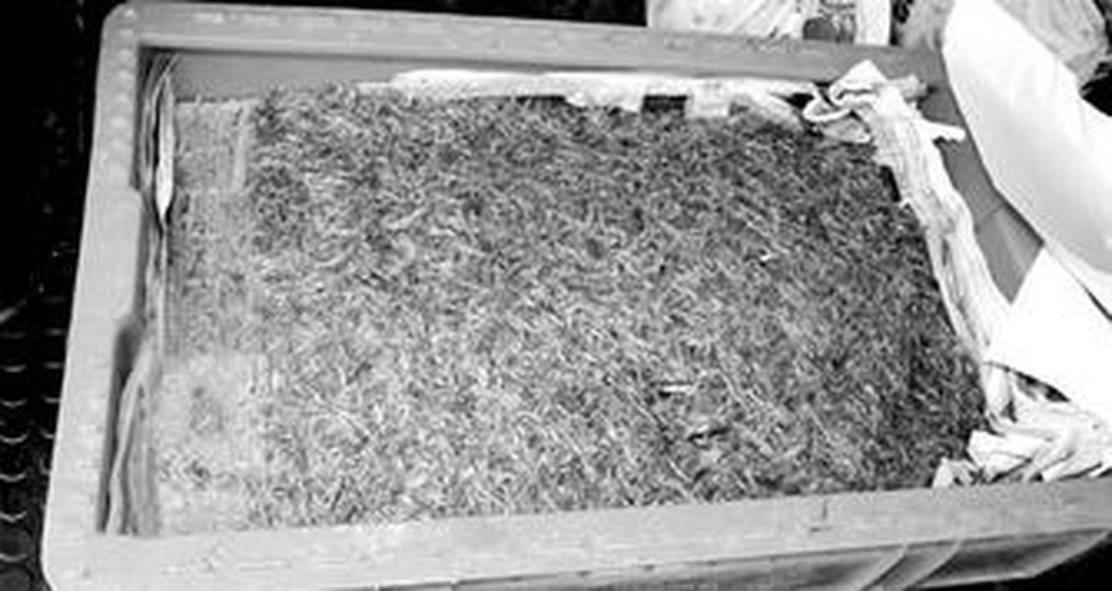 Una de las cajas de camarones incautadas por la Guardia Civil y la Policía Local de San Fernando.