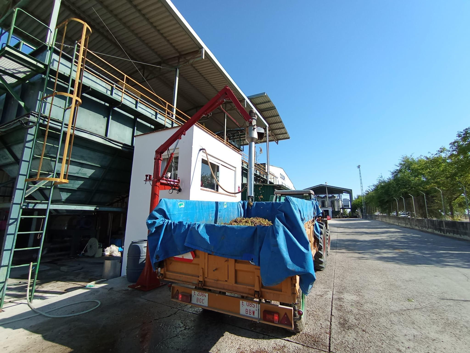 La vendimia de Montilla-Moriles