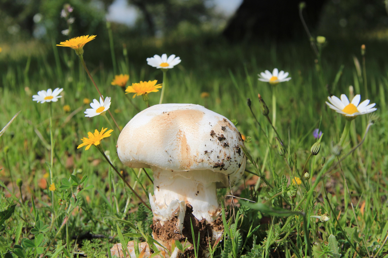 Las fotografías de la primavera en Los Pedroches