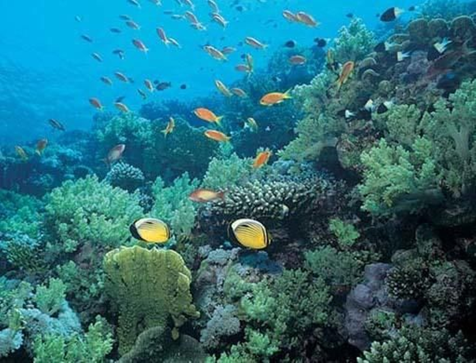 La fuerza contra el cáncer de una materia prima que vino del mar