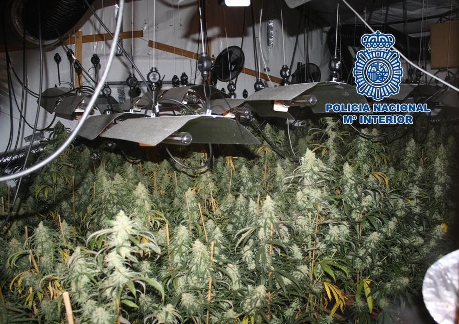 Una de las plantaciones desmanteladas por la Policía Nacional.