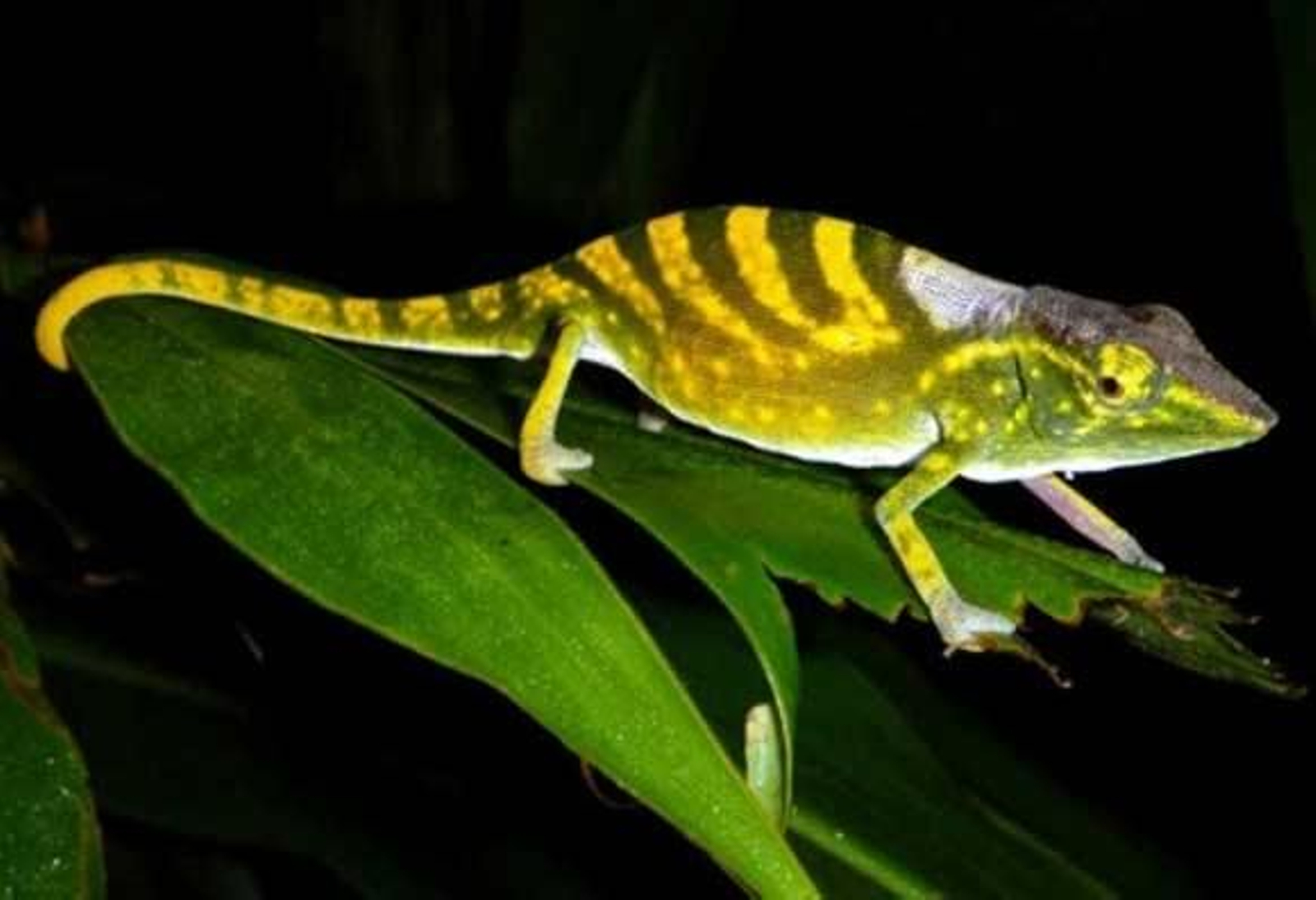 Las 100 especies más amenazadas del planeta