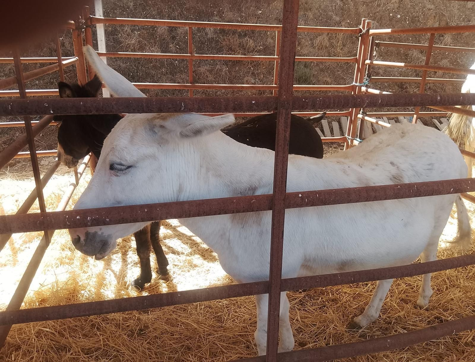 Así se ha vivido la II Feria Equina de Abla