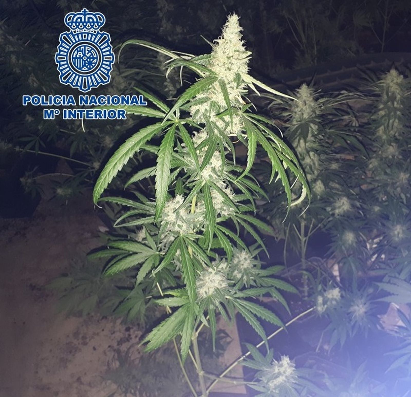 Detenida una pareja acusada del cultivo de 334 plantas de marihuana en el Valle de Lecrín (Granada)