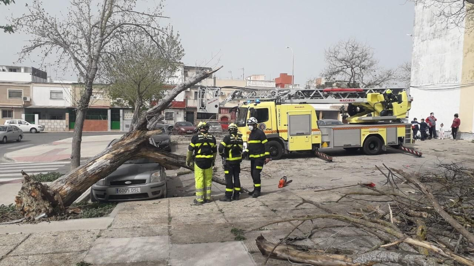 Árboles caídos en la barriada de San Telmo, donde uno alcanzó a un vehículo estacionado