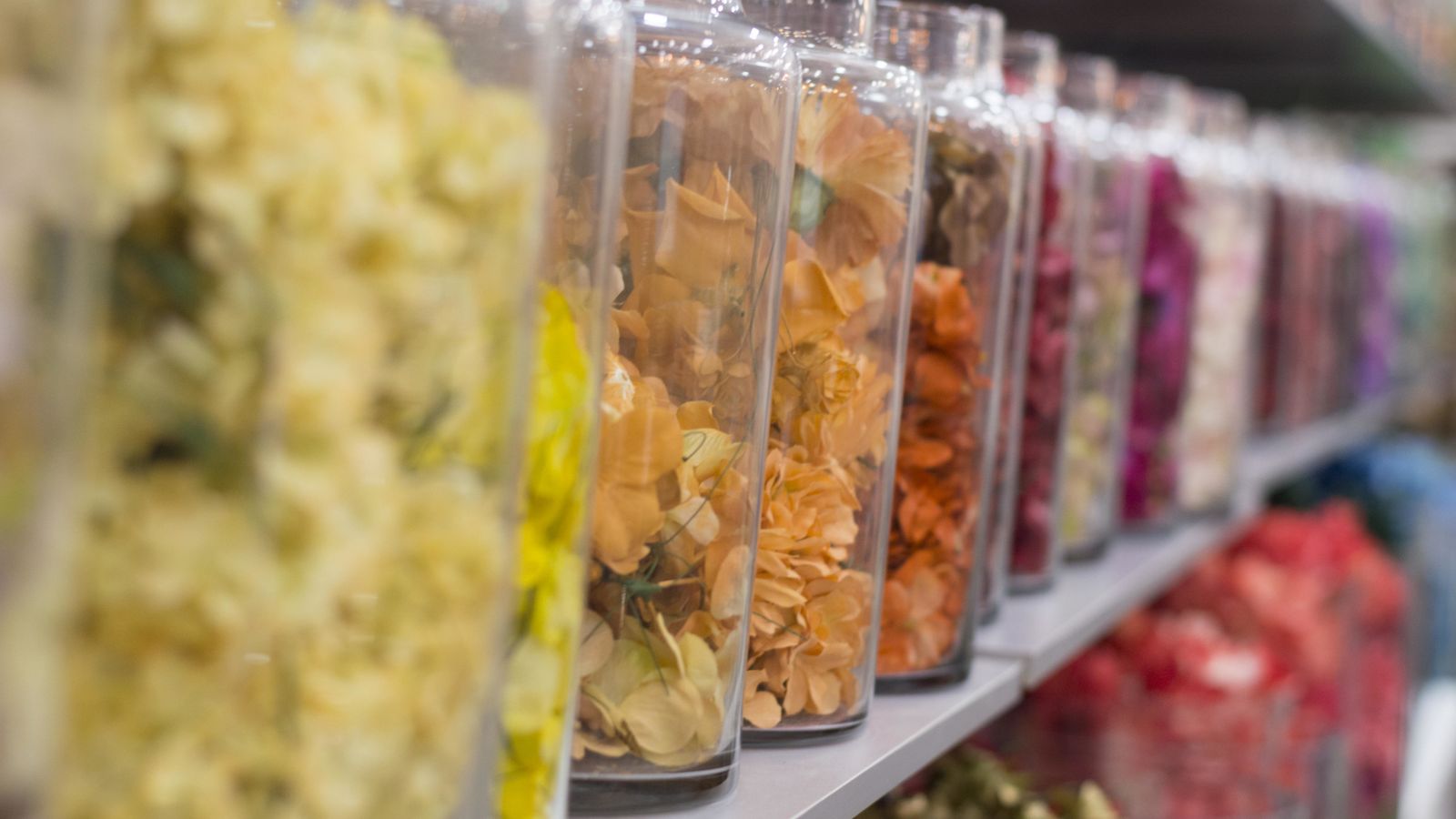 Mini dalias y zinnias se añaden a la colección de flamencas 2024.