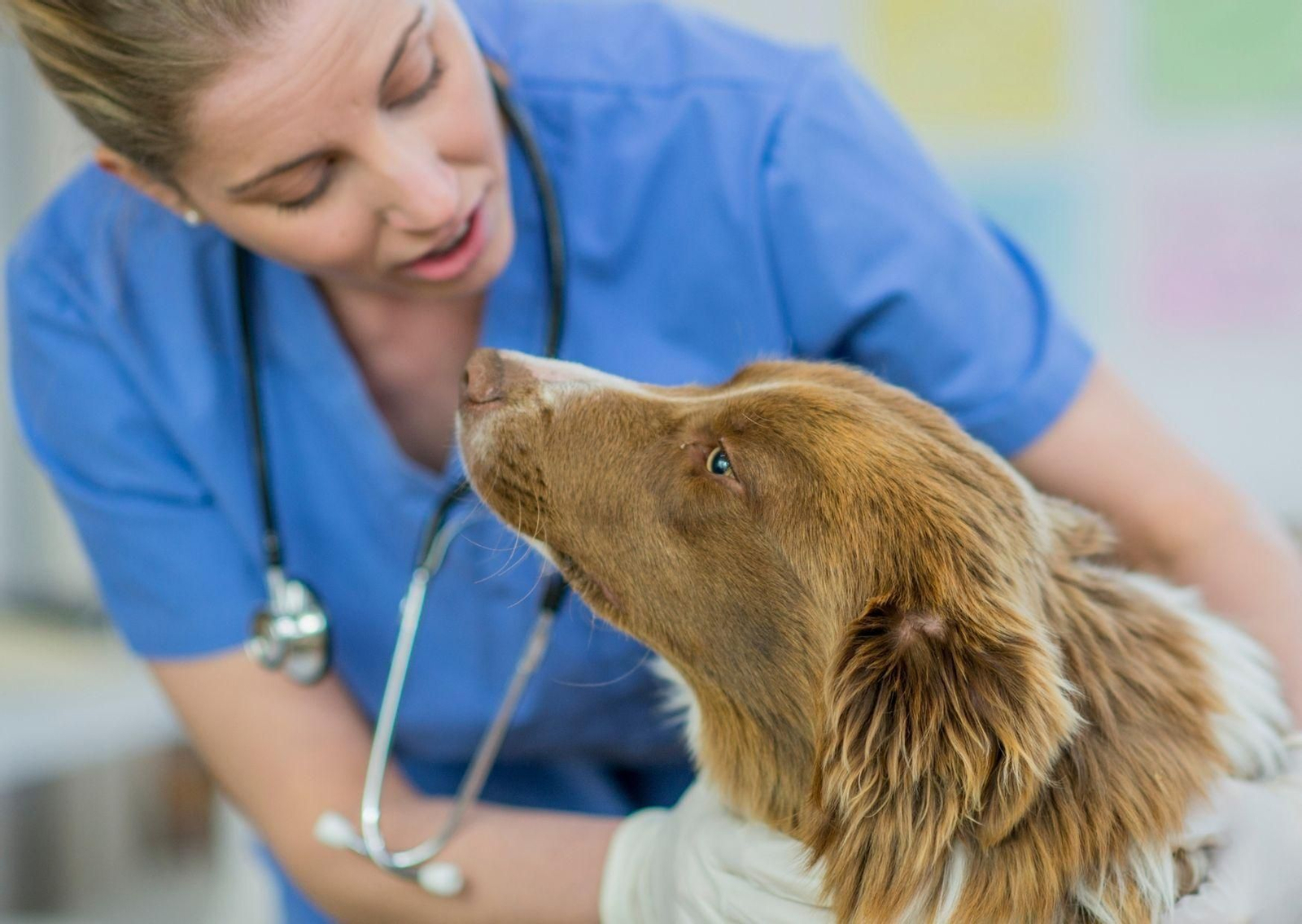 Veterinarios alertan sobre la relación entre la variante británica de Covid-19 y problemas cardiológicos Veterinarios alertan sobre la relación entre la variante británica de Covid-19 y problemas cardiológicos