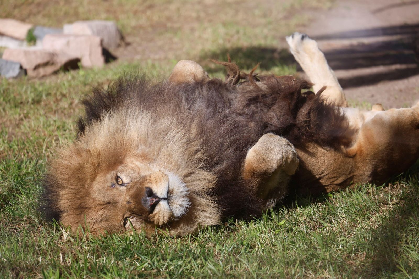 Las mejores imágenes de Zazu y Aissa, la nueva pareja de leones del Zoo de Córdoba