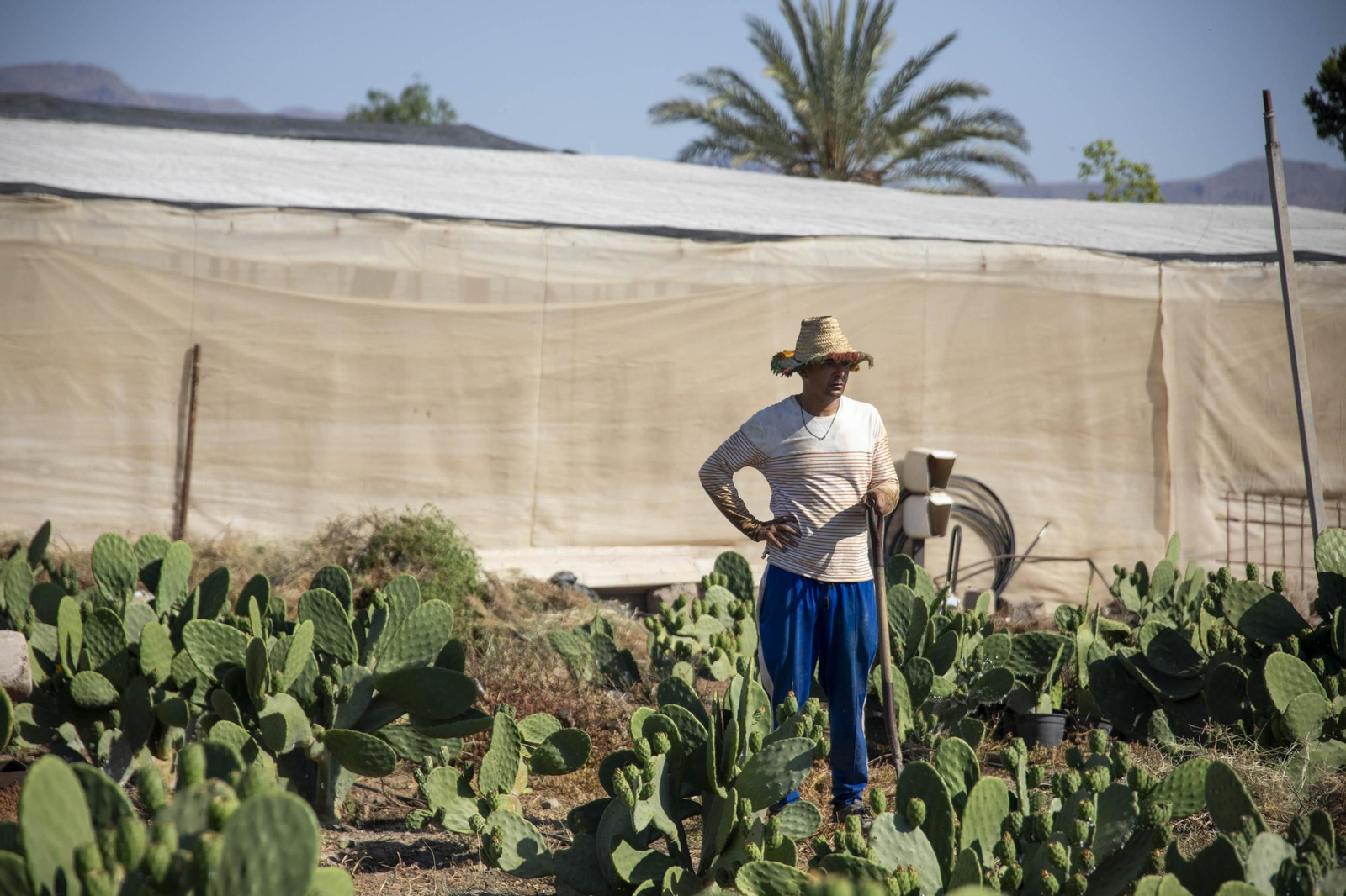 Plantación de chumbos de Níjar