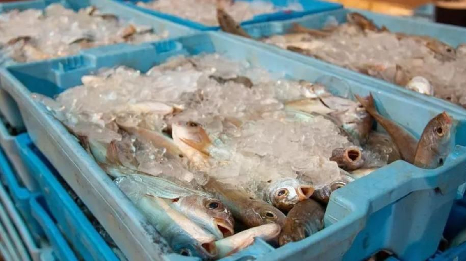 Pescado de la lonja de Motril