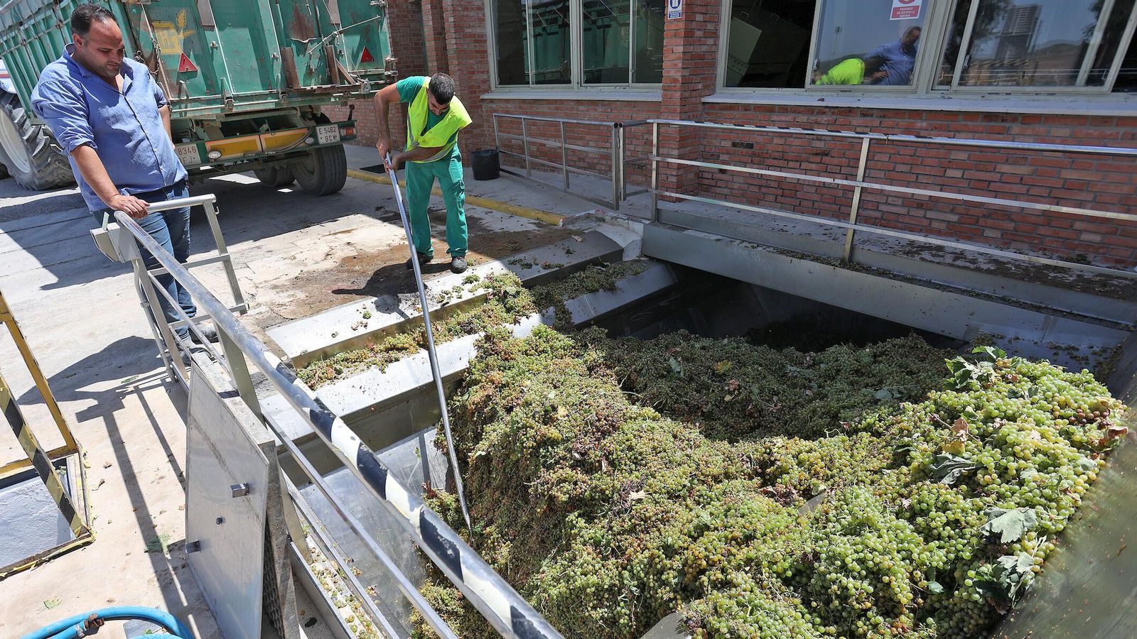 Recepción de la uva en el lagar de Barbadillo en Gibalbín.
