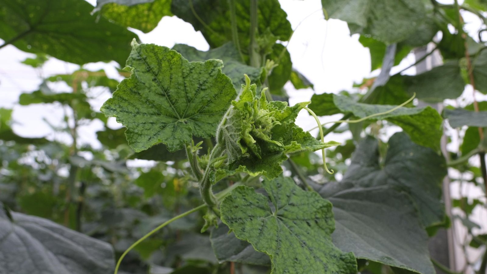 Infección en la planta de pepino que no es resistente al Nueva Delhi