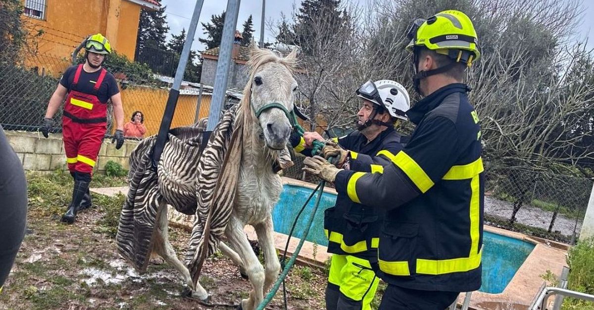 Rescatan a un caballo en El Puerto tras caer a una piscina en el Pinar de Coig