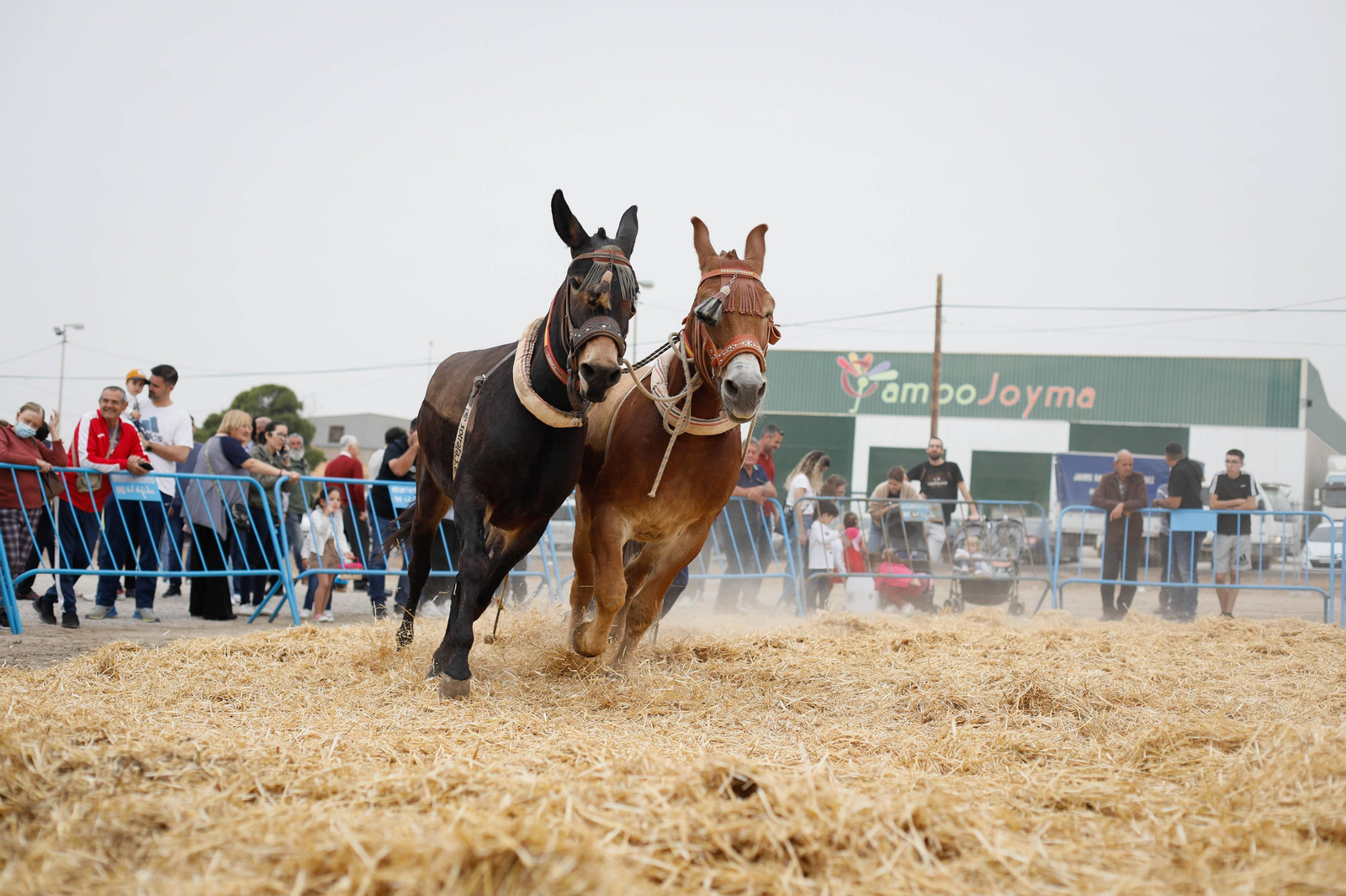 Galería de la Feria  de ganado en Tarambana