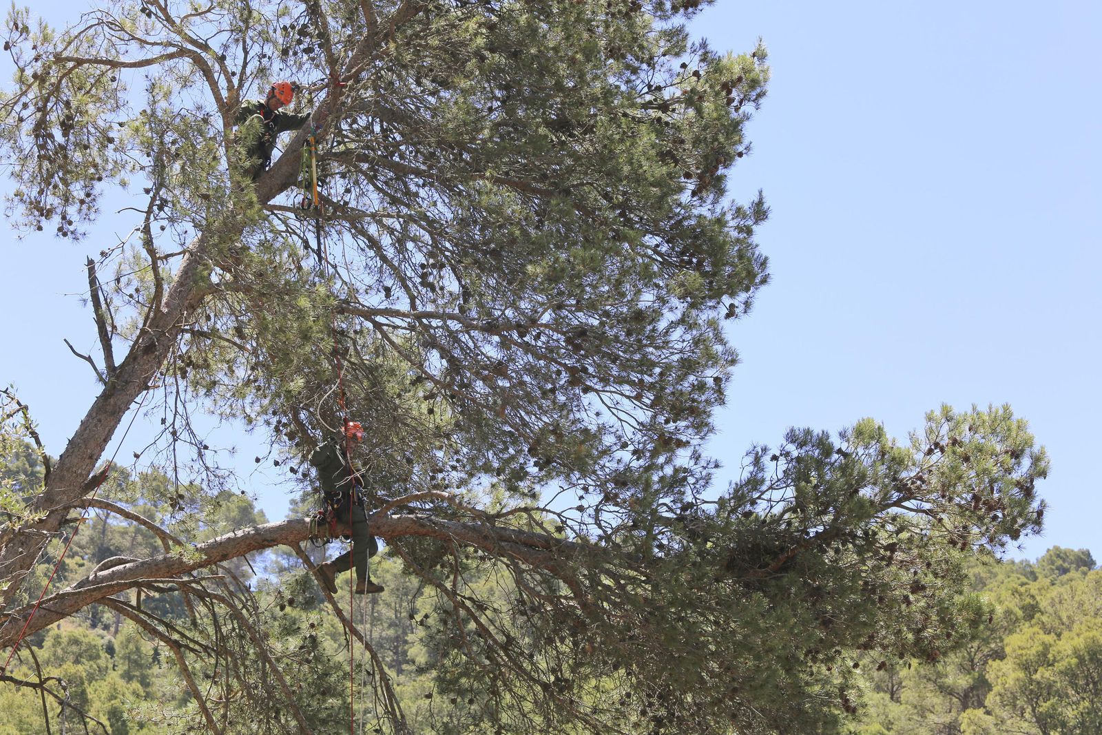 Un refugio privilegiado para las rapaces