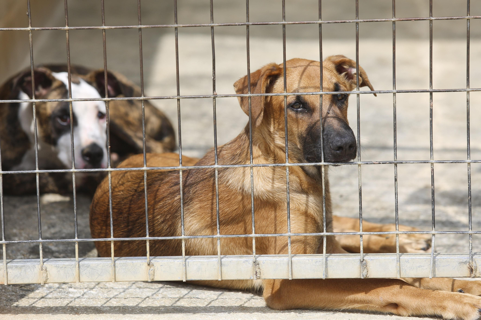 Las fotos de los animales de la Protectora de Málaga Las fotos de los animales de la Protectora de Málaga